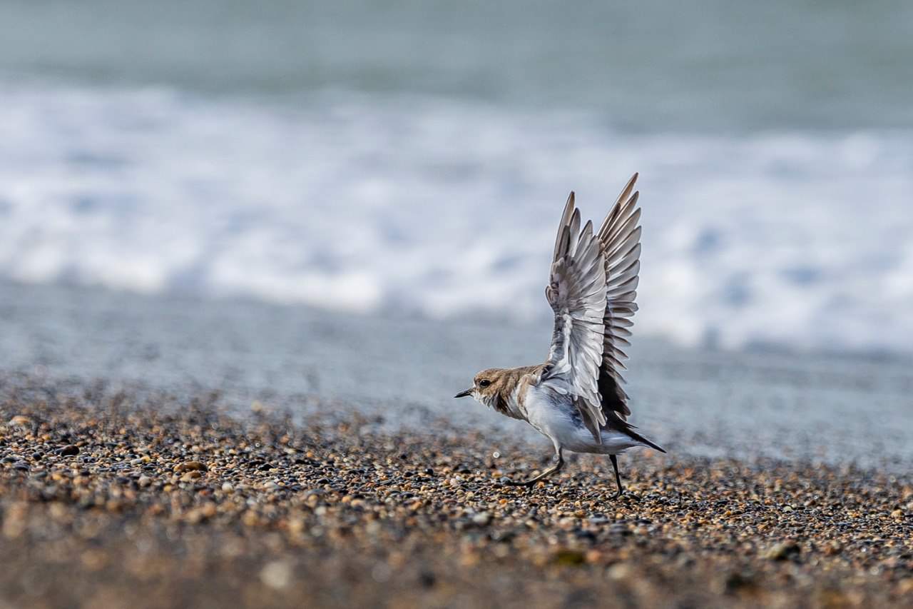 Descartaron casos de gripe aviar en restos de cormoranes hallados en la costa de Río Grande