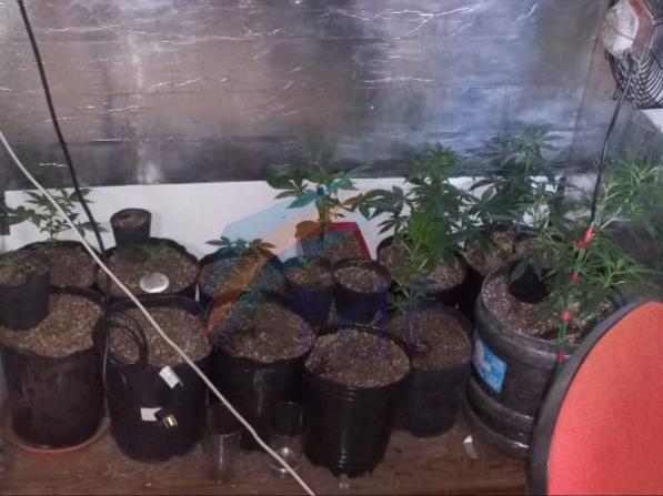 La policía allanó una vivienda y secuestró plantas de cannabis