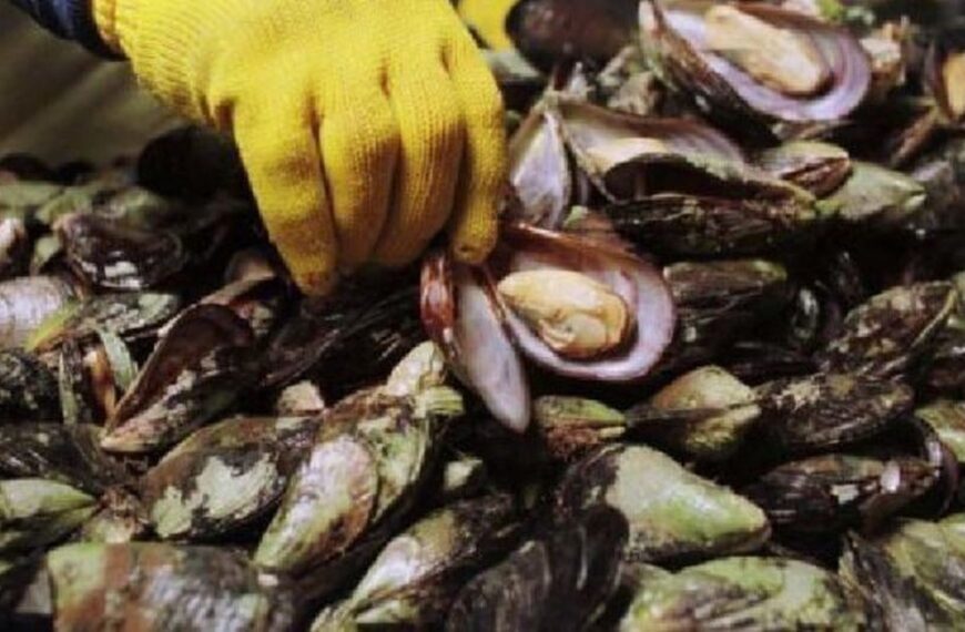 Se declaró la veda de recolección, comercialización y consumo de moluscos bivalvos por marea roja en el Beagle