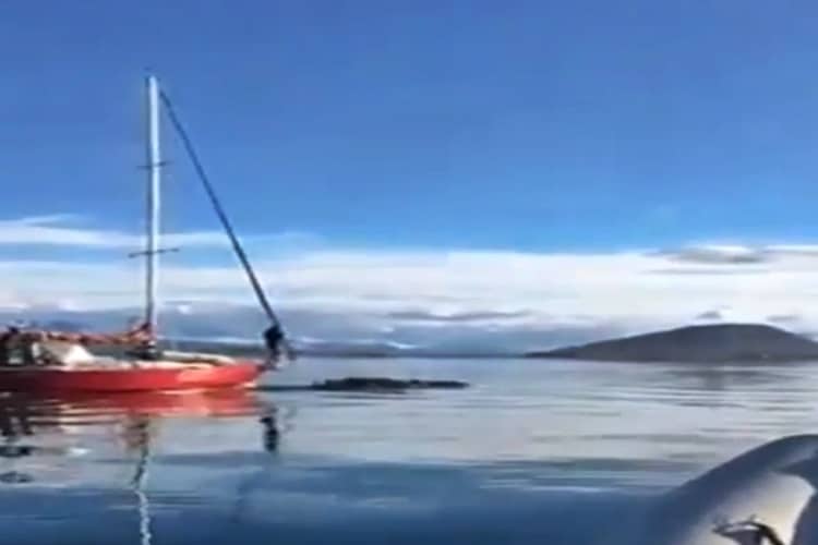 Un velero embistió a una ballena en el Canal de Beagle y una ONG denunciará a los responsables