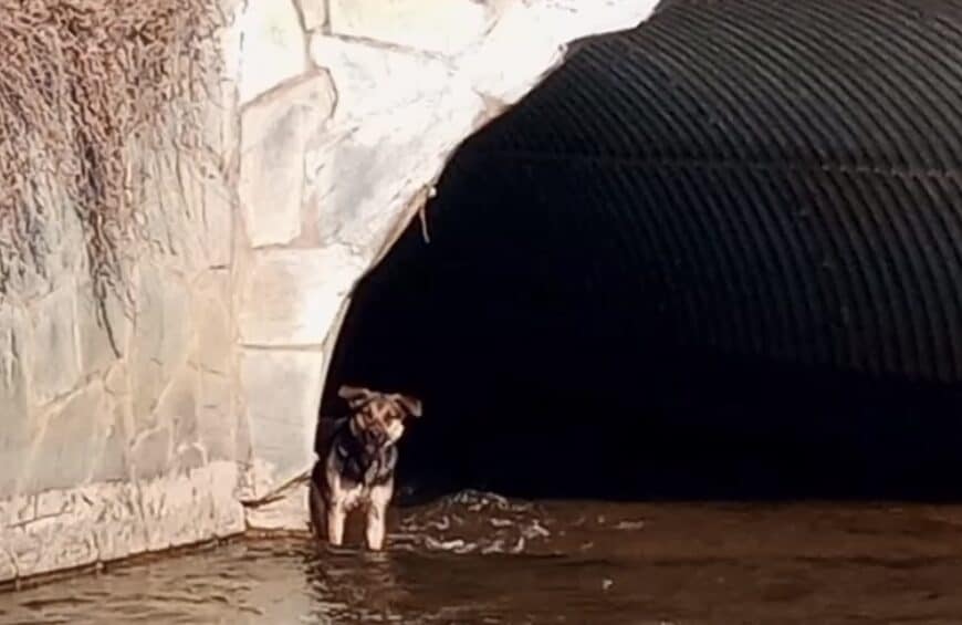 Bomberos rescataron a una perra del río Pipo