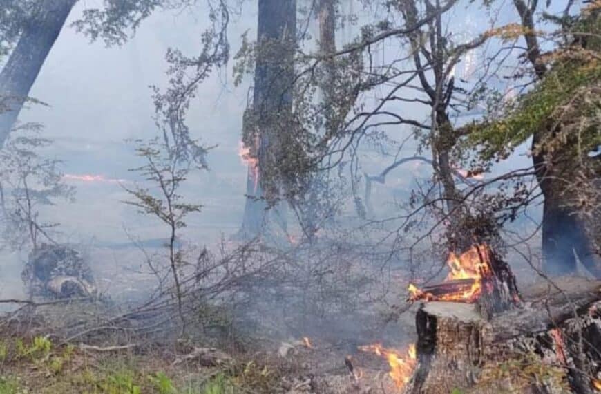 Estado de situación en el incendio de la reserva Corazón de la Isla: Se realizaron disparos de agua para contener puntos calientes