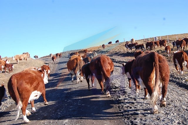 Denuncian el robo de 240 vacas de la estancia de un legislador