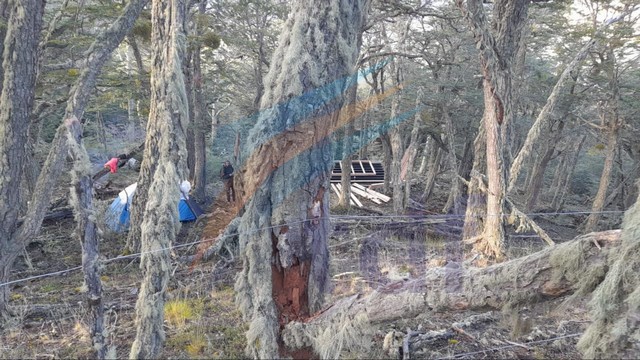 Policía descubrió nuevas ocupaciones en el bosque de Ushuaia