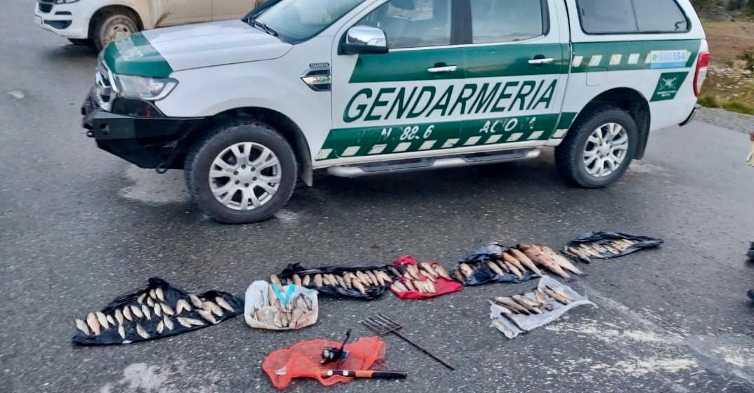 Detectaron contrabando de truchas en el Lago Escondido