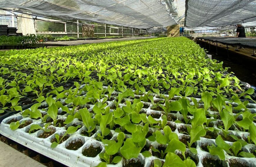 Están abiertas las inscripciones para recibir plantines de verduras