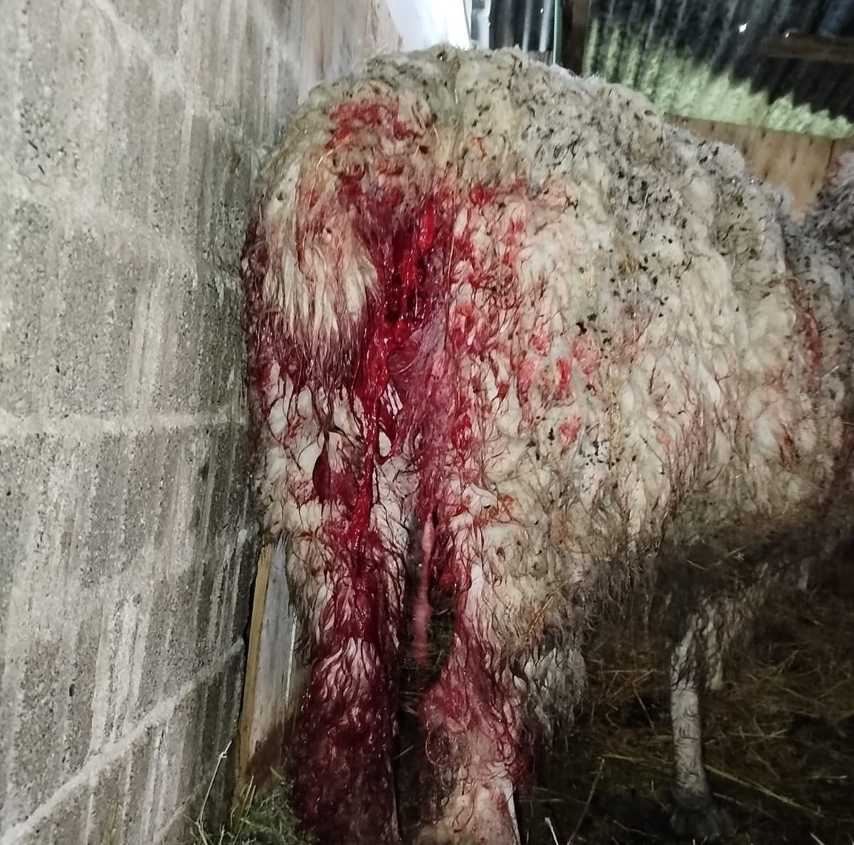 Animales de la granja de «La Cimarrona» fueron atacados por perros