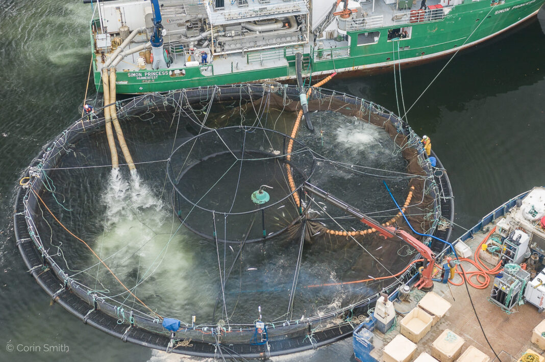 3- Industria salmonera - foto de Corin Smith