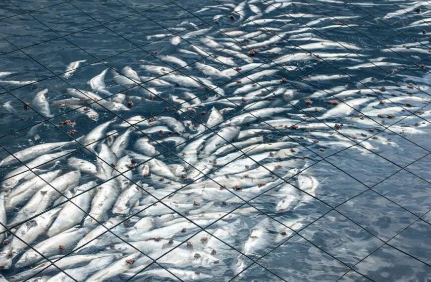 Alerta en Patagonia: 283 toneladas de salmones muertos en Chiloé