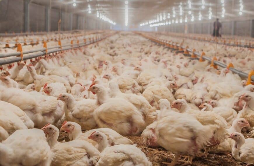 Confirman caso de influenza aviar en una granja comercial y Argentina volvió a cerrar sus exportaciones