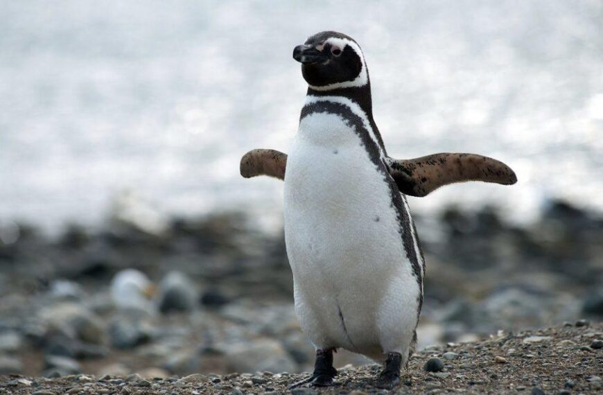 El nuevo streaming del Conicet muestra a los pingüinos en la Patagonia